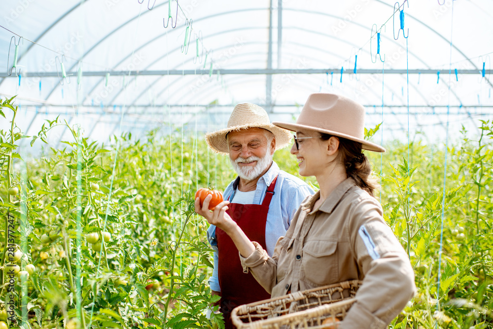 Young woman with grandfather looking on the tomato harvest while standing together in the hothouse o