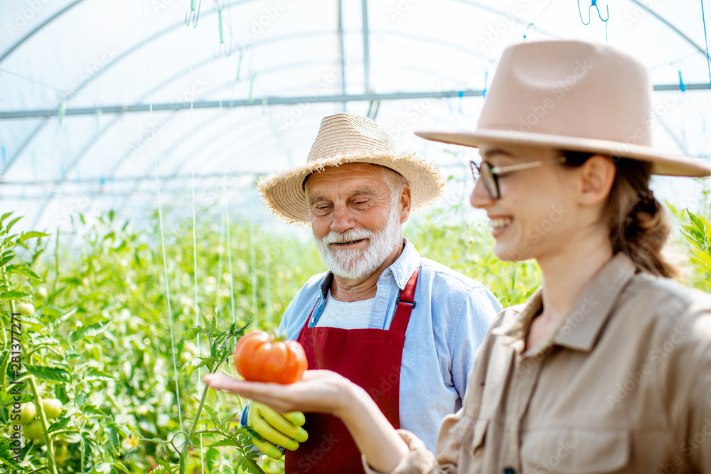 Young woman with grandfather looking on the tomato harvest while standing together in the hothouse o