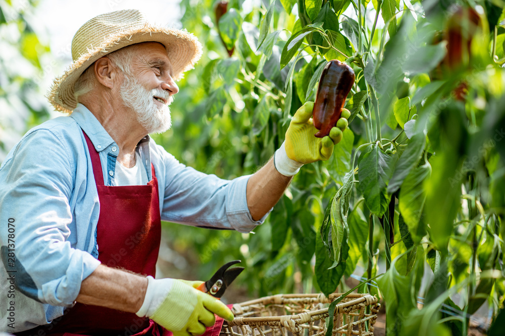 Senior agronomist collecting capi peppers in the hothouse of a small agricultural farm. Concept of a