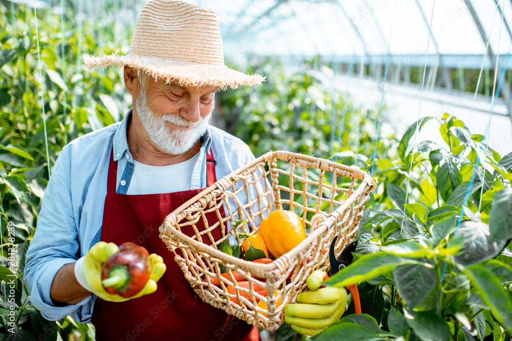 Senior man with freshly plucked sweet peppers on a plantation, harvesting in the greenhouse of a sma