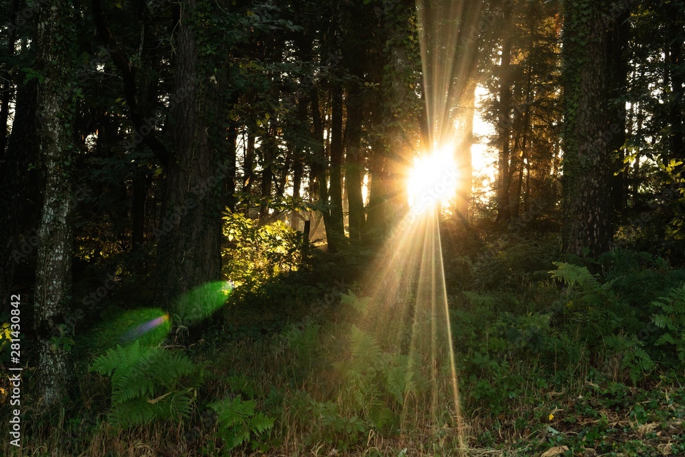 Lever de soleil forêt