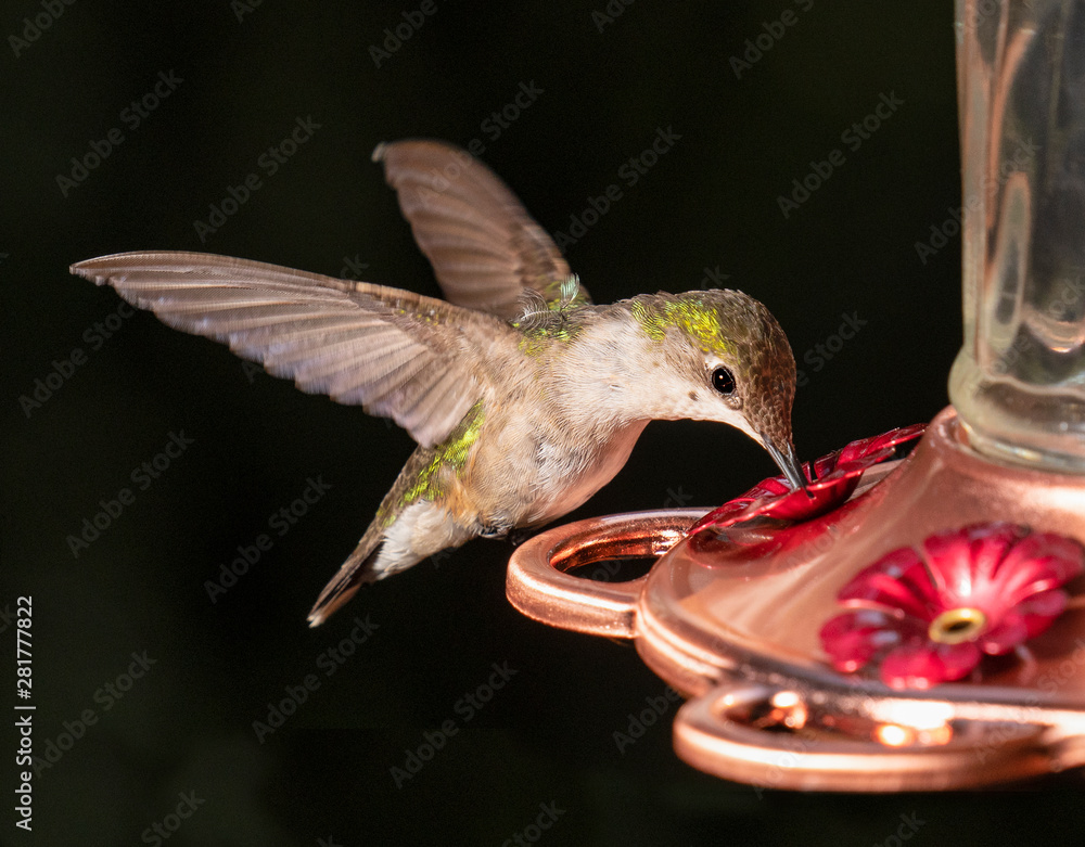 Hummingbird at feeder