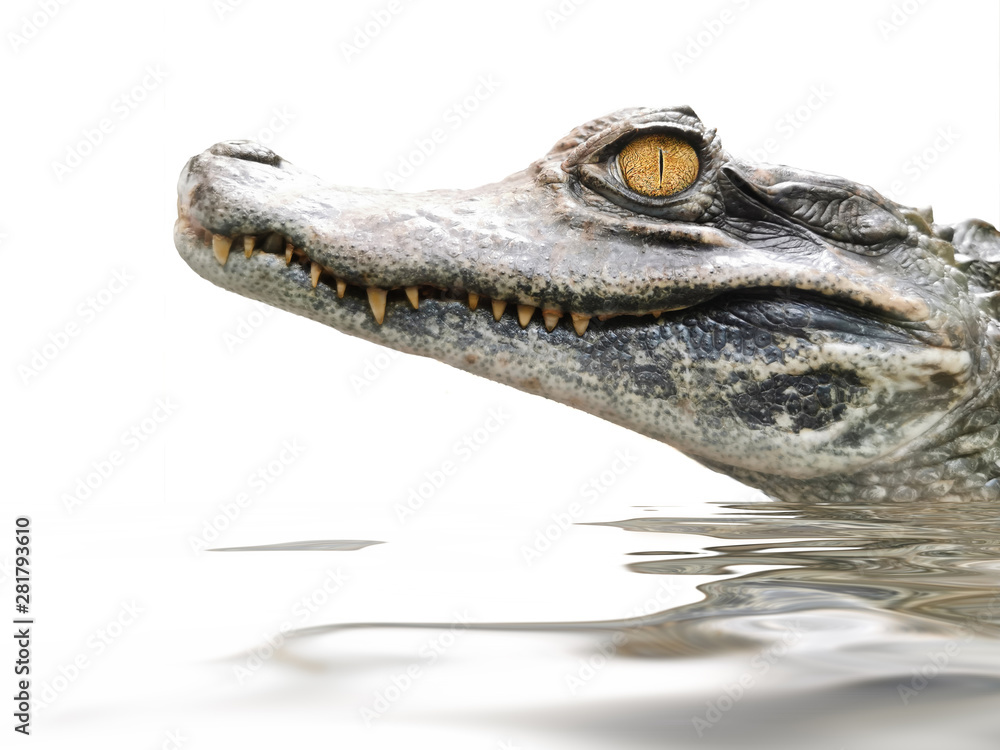 crocodile portrait isolated on white