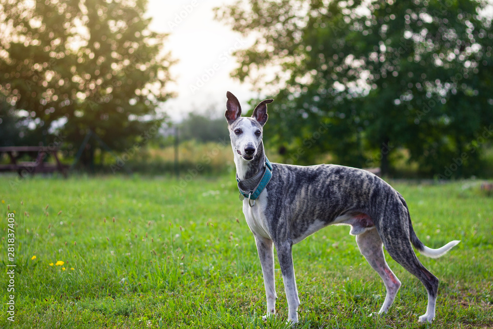 站在花园里的Whippet。户外可爱的纯种狗。年轻的灰狗