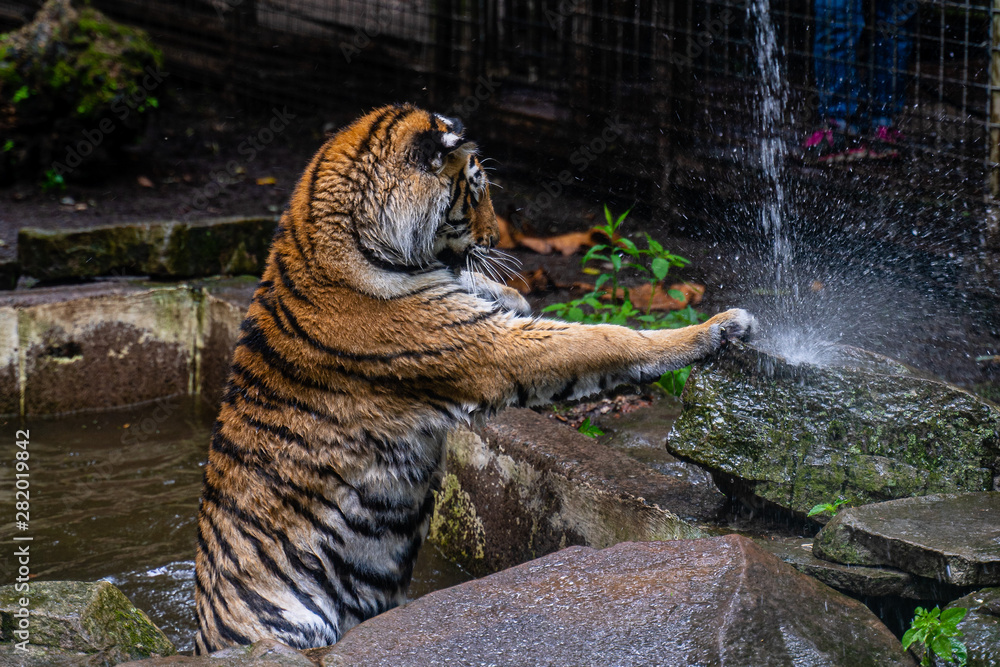 Tiger playing with water from a hose in the park.