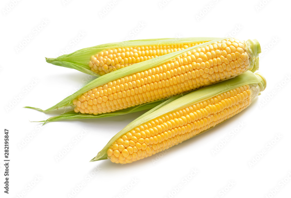 Fresh corn cobs on white background