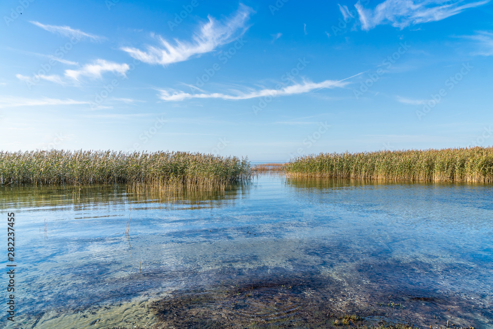 Reeds on the shore of the Zalew Szczeciński.