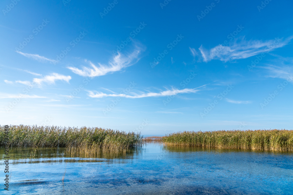 Reeds on the shore of the Zalew Szczeciński.