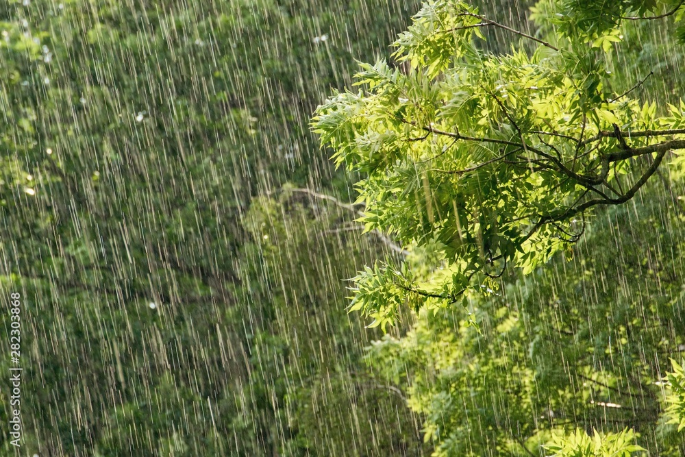 强降雨中的新鲜绿色树枝-环境，自然保护理念