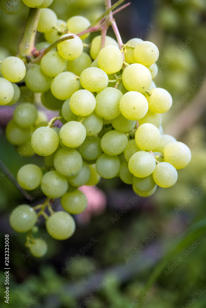 Close-up of bunches of ripe wine grapes