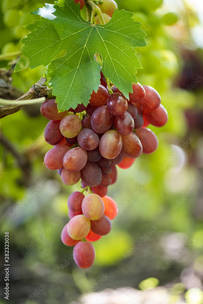 Close-up of bunches of ripe wine grapes