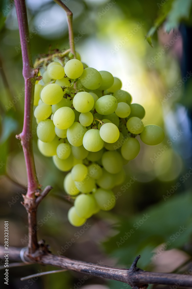 Close-up of bunches of ripe wine grapes