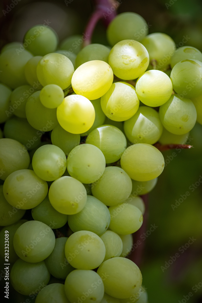 Close-up of bunches of ripe wine grapes