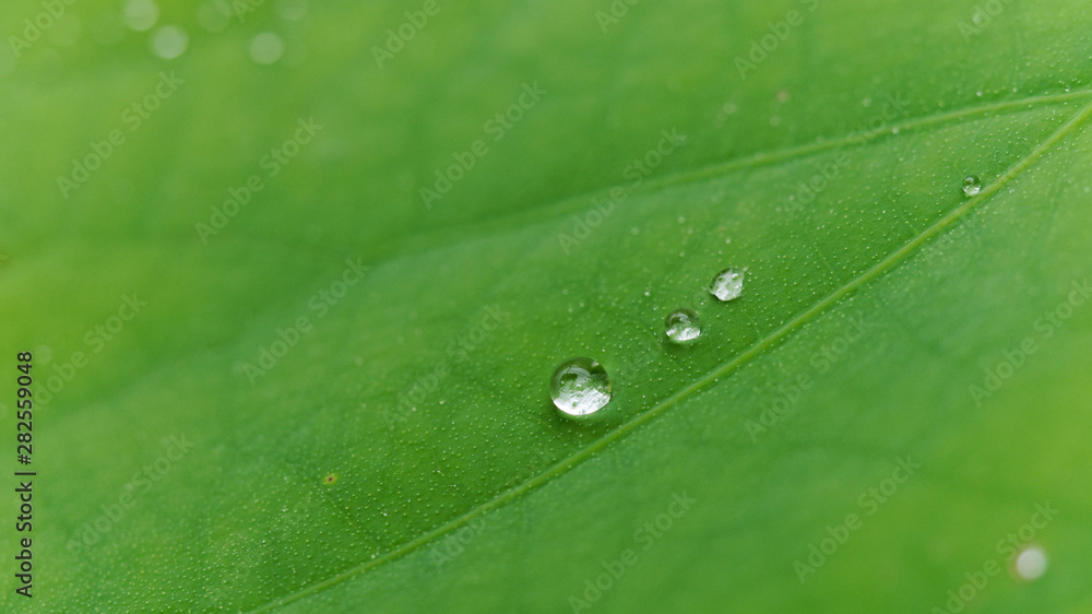 绿色荷叶上的雨滴，特写图像。