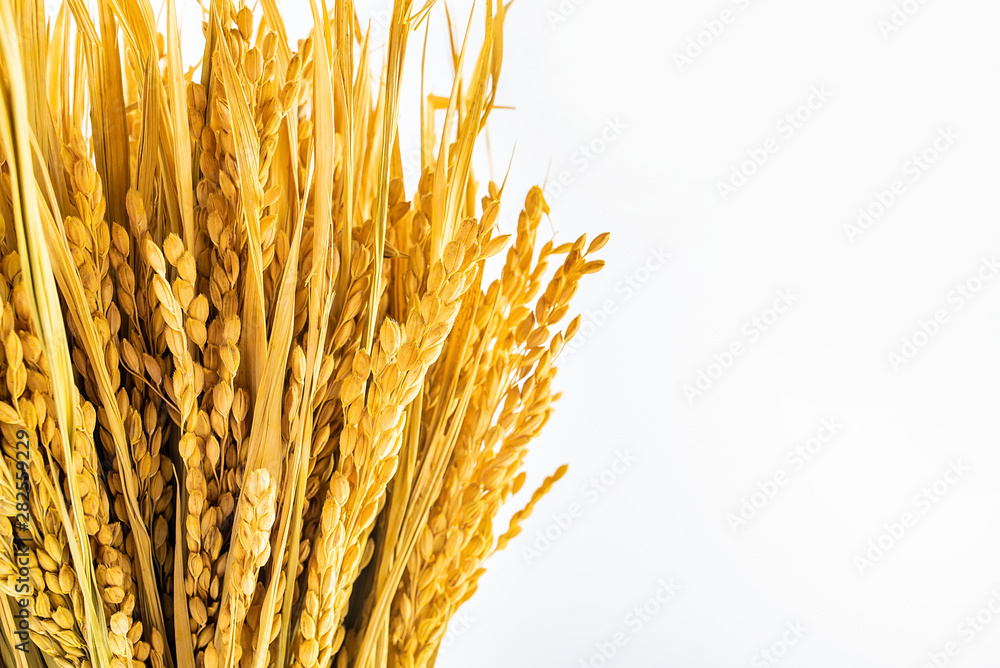 a golden rice paddy ear on a white background