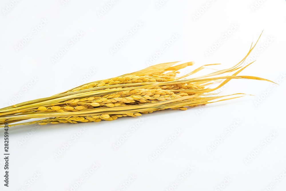 a golden rice paddy ear on a white background