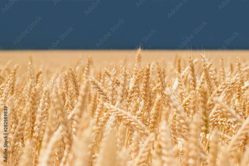 Golden wheat in the field, dark summer stormy sky on the horizon