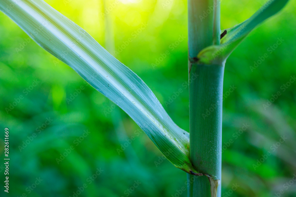 新鲜甘蔗，甘蔗种植园，