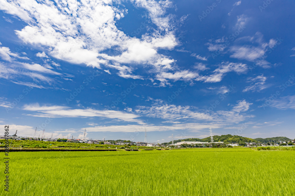 横浜郊外の水田地帯