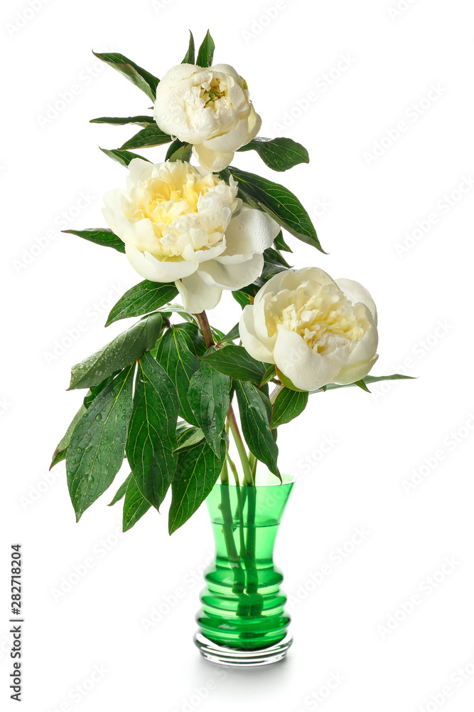 Beautiful peony flowers in vase on white background