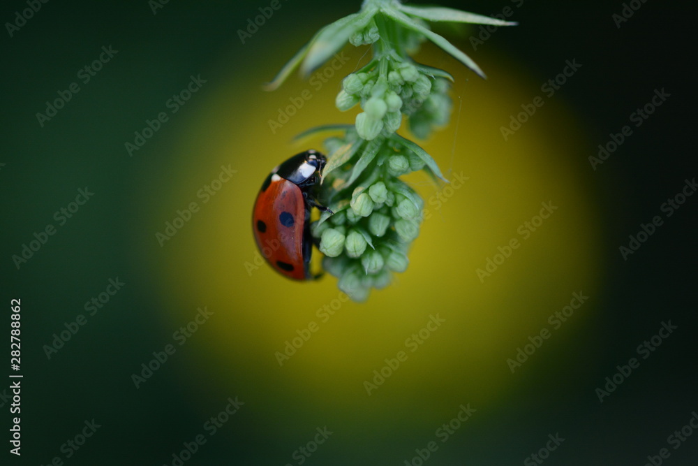 Ladybug（Ladybird）微距照片。红色斑点昆虫。黄色斑点和蓝色背景在中间