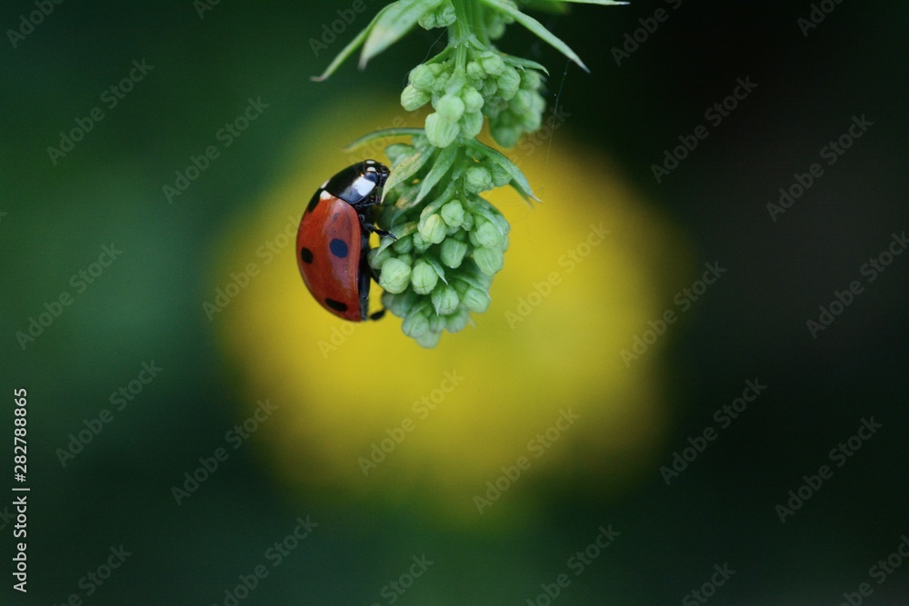 Ladybug（Ladybird）微距照片。红色斑点昆虫。黄色斑点和蓝色背景在中间