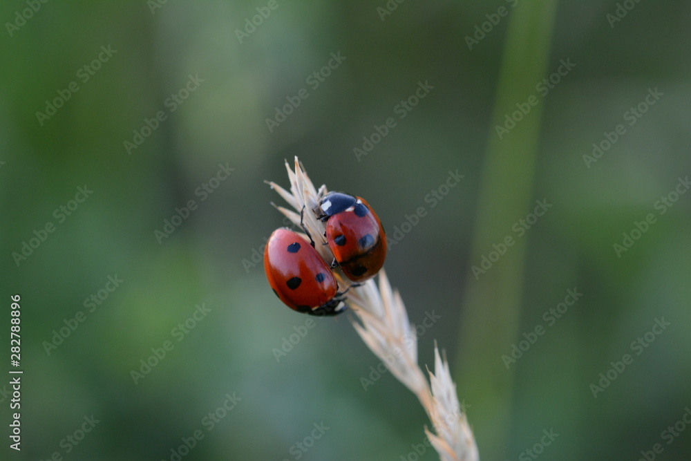 Ladybug（Ladybird）微距照片。茎上有几只红色的斑点昆虫