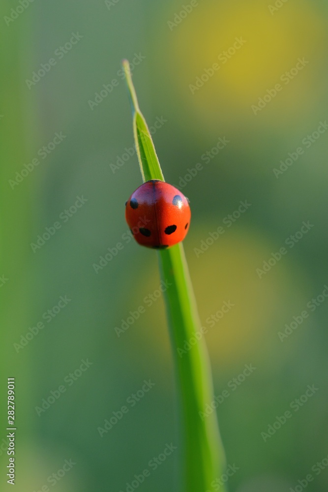 瓢虫（Ladybug）微距照片。红色，斑点昆虫。绿色，孤立背景。柔和聚焦，蓝色和