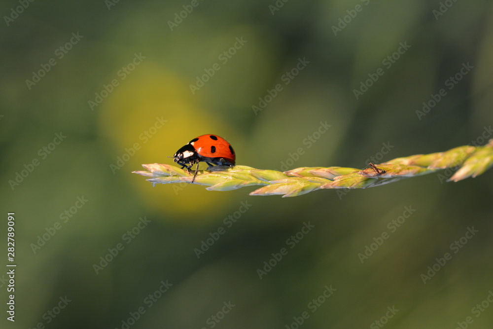 Ladybug（Ladybird）微距照片。草茎上有红色斑点的昆虫