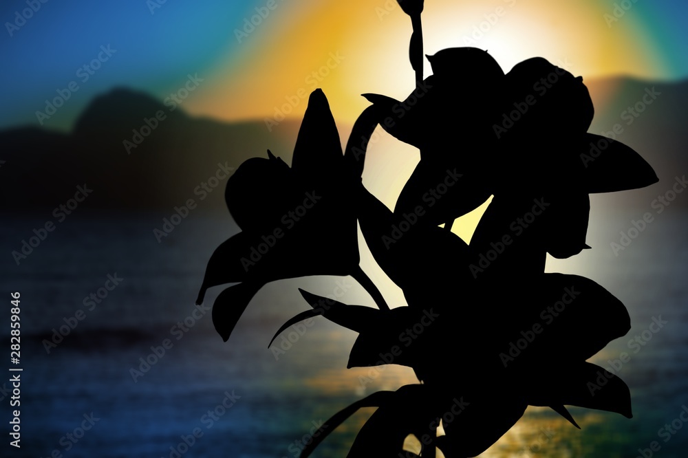 Silhouette of white lilies against sunset and sea