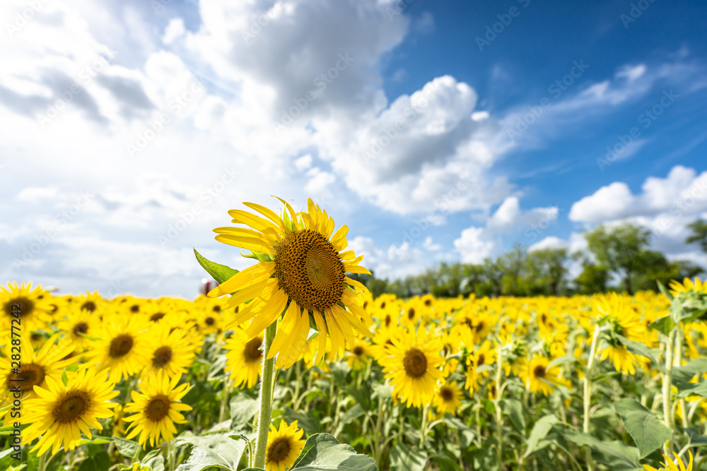 花园里的向日葵