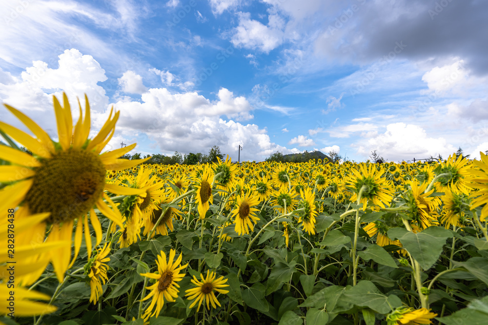 sunflower in garden