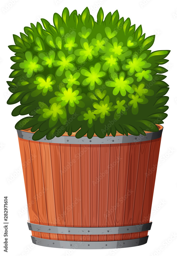 Pot plant with green leaves on an isolated white background