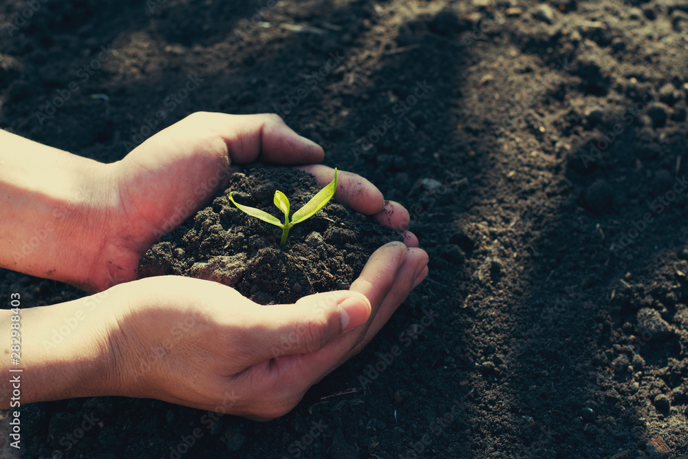 hand holding small tree for planting in garden