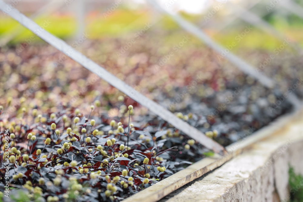 Young sprouts growing in greenhouse, closeup