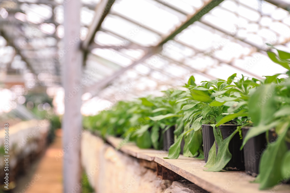 Young green plants growing in greenhouse