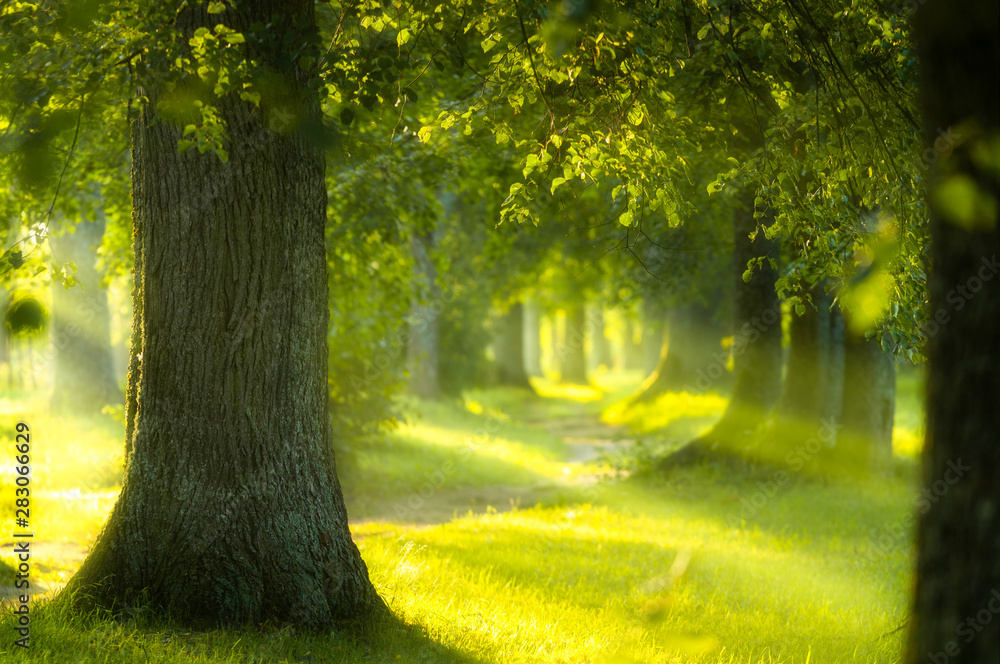 green forest