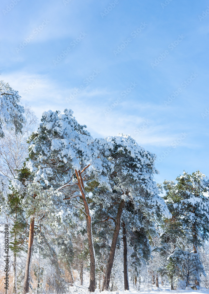 阳光明媚的冬日，松树被雪覆盖