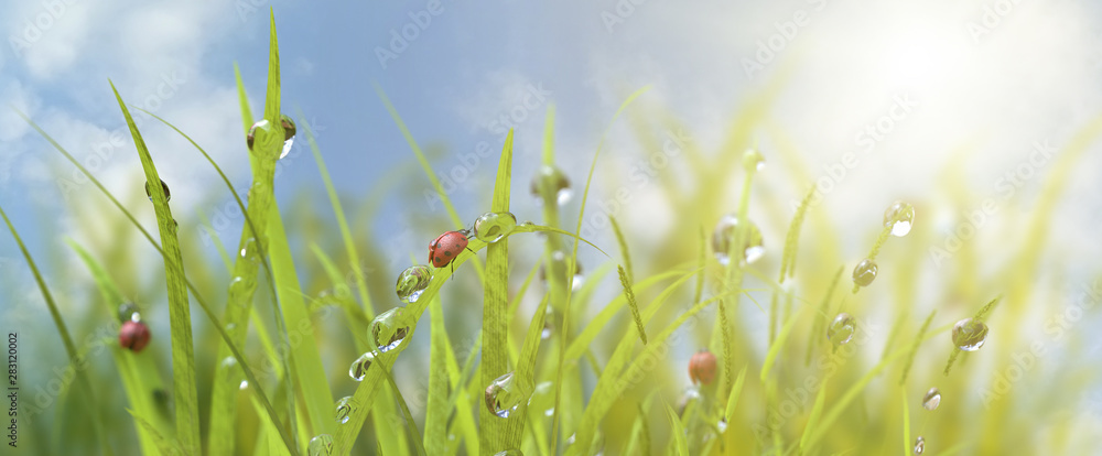 清晨的水滴中有草，夏春的瓢虫在自然宏观上。水滴在