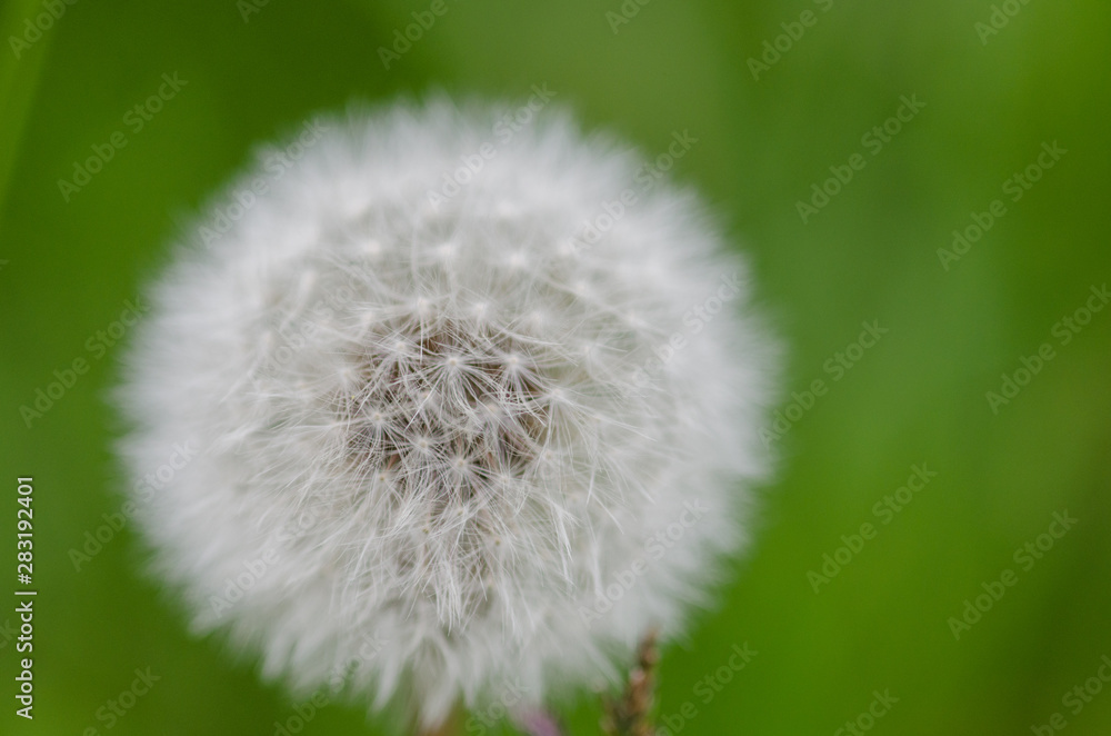 Fluffly white blowball of dandelion flower on a wild field.