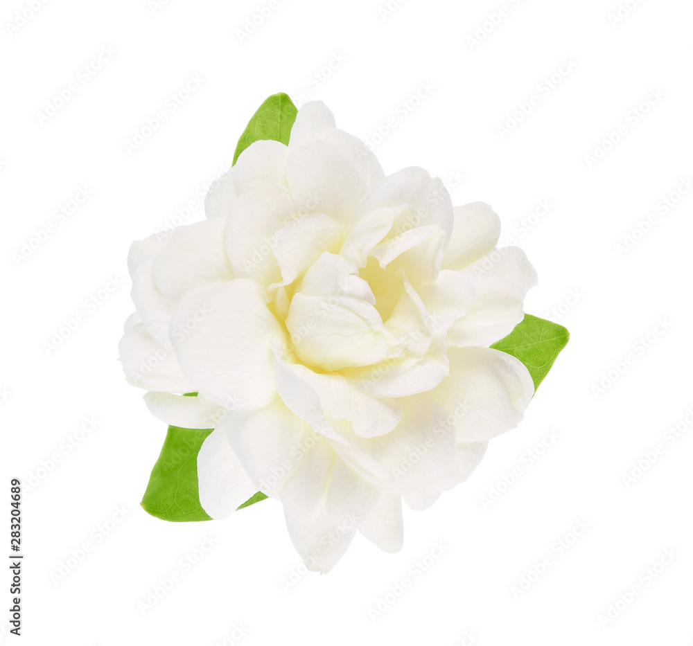 Thai jasmine flower with leaf isolated on white background.