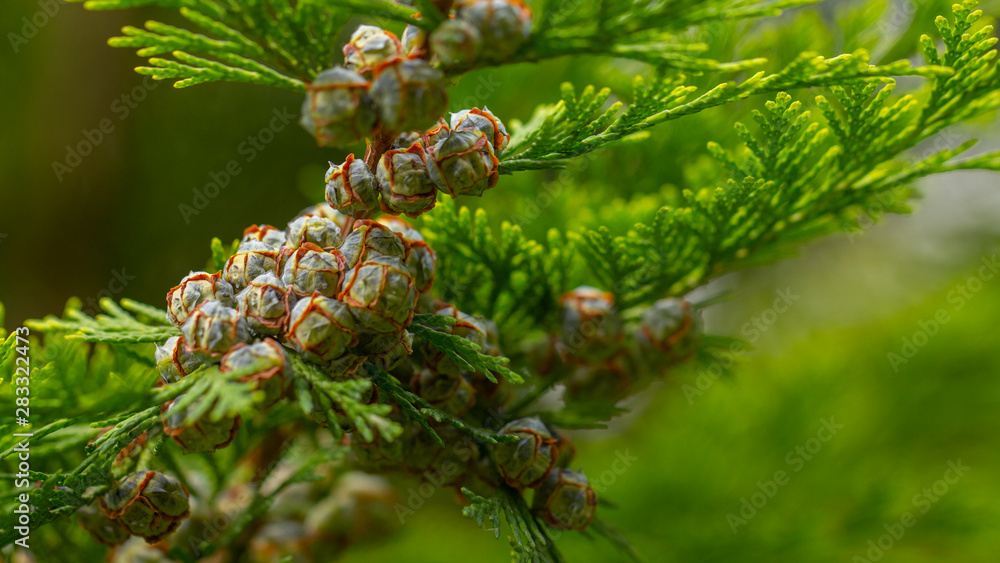 Young beautiful thuja seeds on a green branch. background