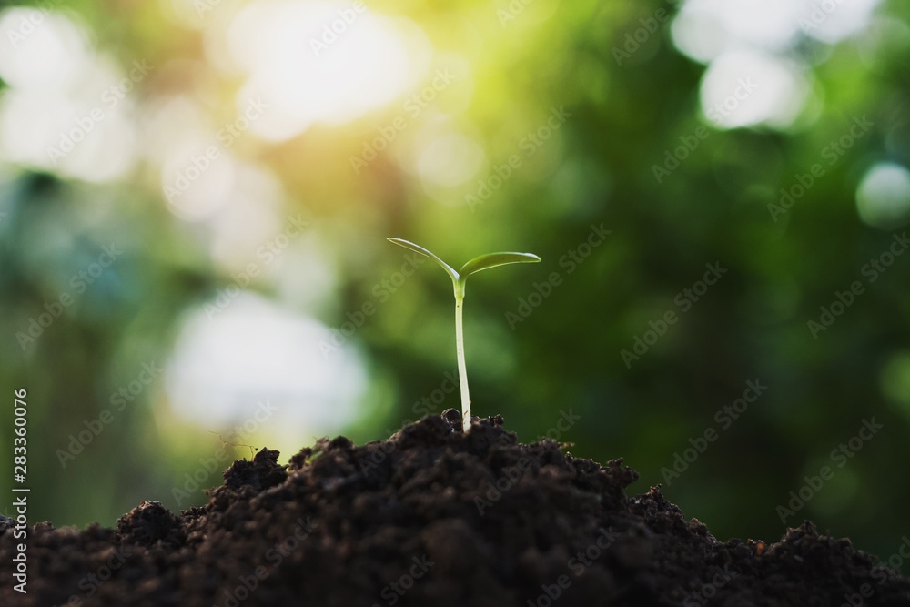 small plant growing with sunshine. agriculture concept