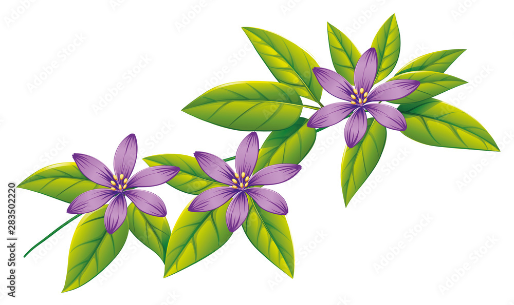 Purple flowers on green leaves