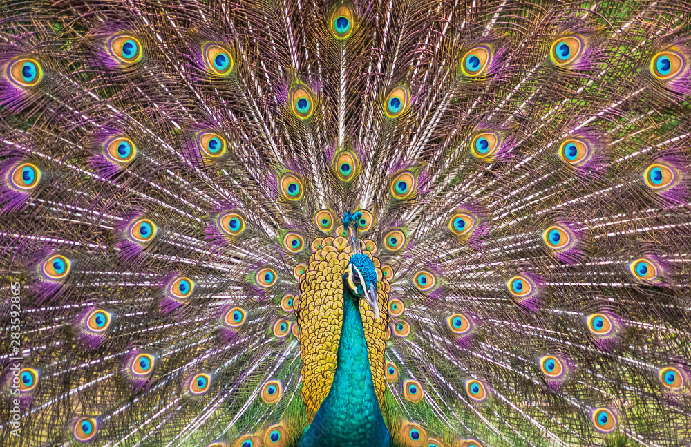 Tail of the peacock very colorful in the zoo in singapore