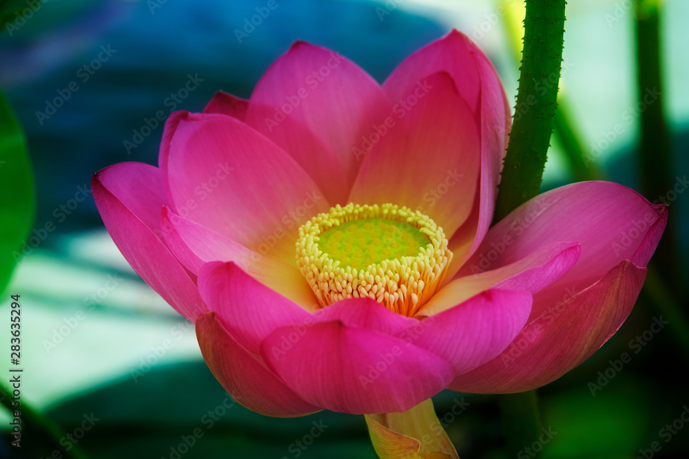 Chinese lotus in full bloom.