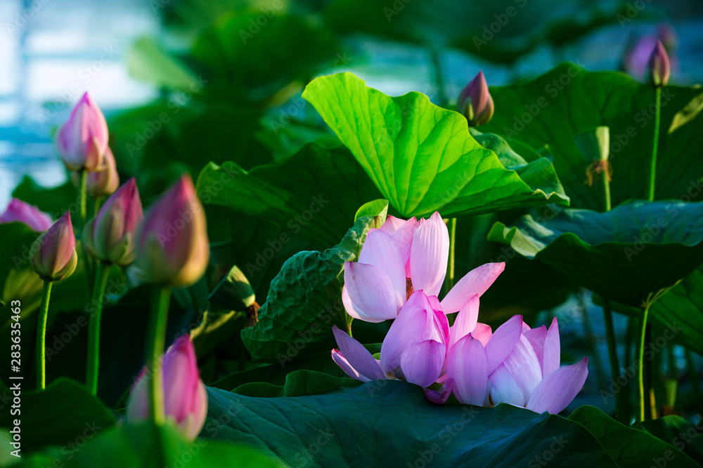 Chinese lotus in full bloom.