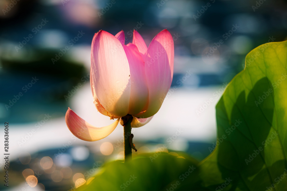 Chinese lotus in full bloom.