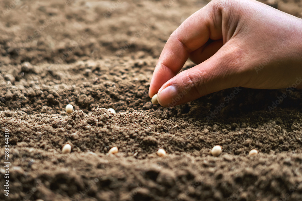 hand planting soy seed in the vegetable garden. agriculture concept