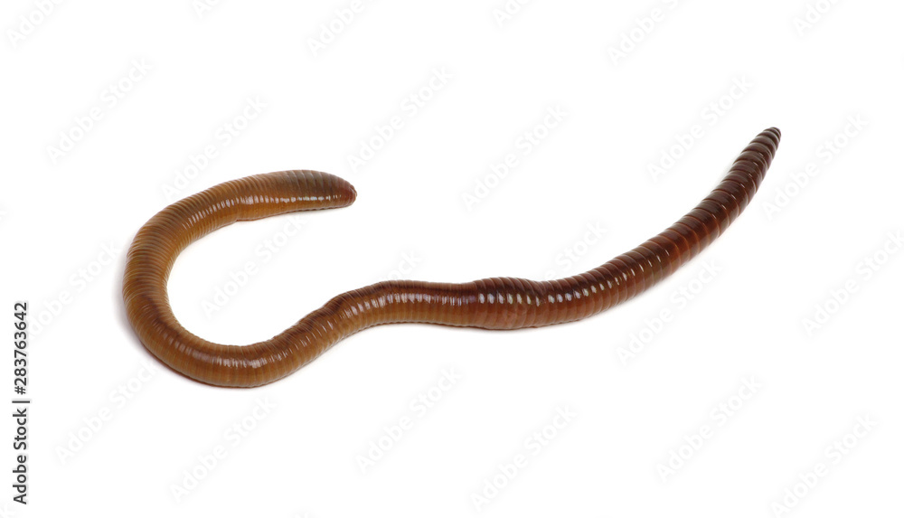 animal earth worm isolated on white